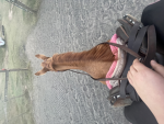 Scott Hill’s Equestrian