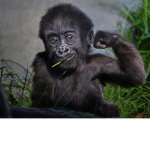 Awesome Apes!
