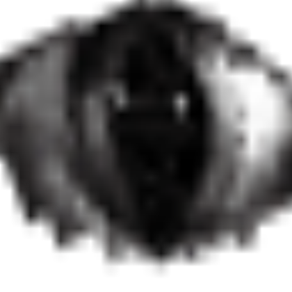 eyes Roblox decal