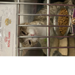 Kitty cats are cute :)