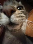 GingerBreadCookieKitty