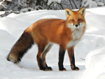 Foxy’s fan club for foxes