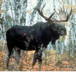 The moose squad!!!!!