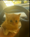 meowbase