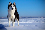 The Epic Husky Fan Group