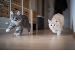 Meow Meow Line Run! <3