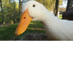 If u love animal join this group