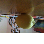 My favorite lemon