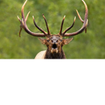 the elks are nice
