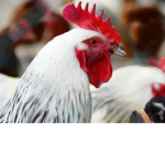 Chicken Squad UwUz