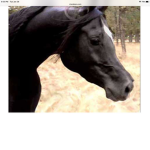 Happy horses