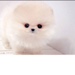 Pom Pom Army!