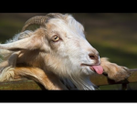 roms goat squad