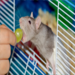 Big rats unite
