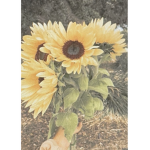 HoneyBundles