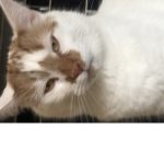 adopt_me_roblox_pets