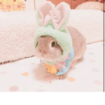 Lovie bunnies