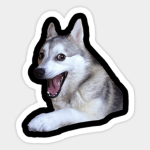 Marley is a doggo