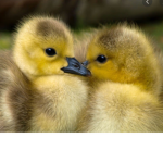 The baby duck Squad