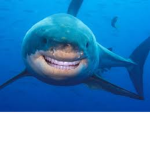 Shark Liker