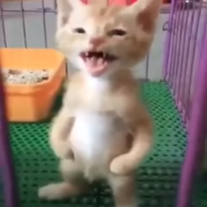 cat standing meme v2 Roblox decal