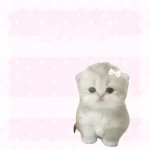 kttife Group Thumbnail