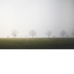 Grass.