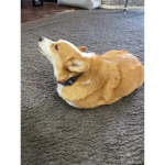 HAMMY THE CORGI