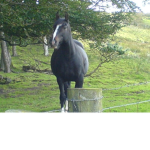 HorseyClubRP