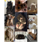ᴄᴀᴛs ᴀʀᴇ ᴀʟʟ ᴍʏ ʟɪꜰᴇ<3