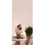 Catcus
