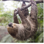 Team flying sloth forever