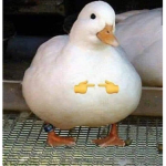 Chloes robux com