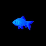 BLUE FISH GANG