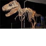 Dinosaur Research Unit