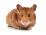 HAMSTER ARMY :)
