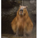 Gf and capybaras been here