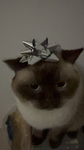 Miko’s cat