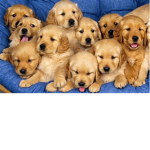 puppies are the best xo