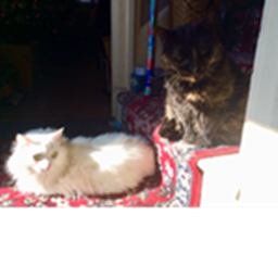 Cats Hangout