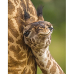 GiraffePeople