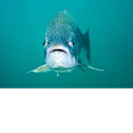 Fish Fin Club