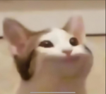 Pop cat group Roblox