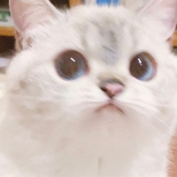 neko