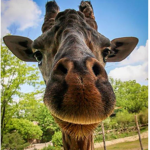 Aesthetically Giraffes