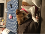 Doggy cupcake