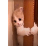قروب لمار (=
