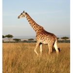~Swaggy Giraffes~