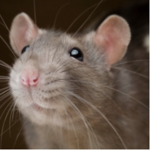 Sa na ’s rats ;)
