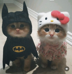Khloe’s kittens